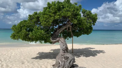 Tree on a beach in Aruba