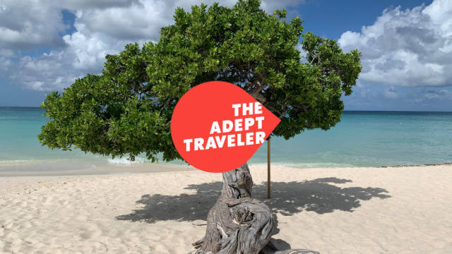 Tree on a beach in Aruba