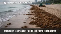 Sargassum blooms Florida beaches, piles on Miami Beach force cleanup and reduce beach access for swimmers
