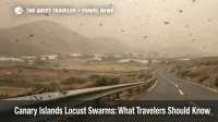 Canary Islands locust swarms over a hazy Lanzarote roadside during calima, with insects drifting above low hills